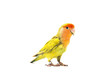 Lovebird colors