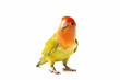 colored lovebirds