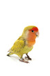 Lovebird colors