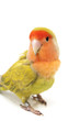 Lovebird colors