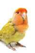 Lovebird colors