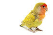 Lovebird colors