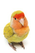 Lovebird colors