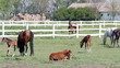 herd of horses in corral ranch scene