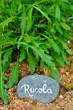 Rucola