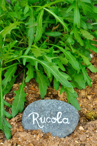 Photo: Rucola Rucola