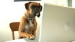 Dog using laptop computer