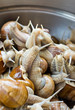 Snails in the bowl during preparation