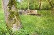 mossy tree