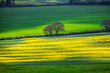 Landscape with yellow rapeseed field 