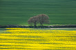 Landscape with yellow rapeseed field 