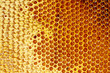 yellow beautiful honeycomb with honey, background