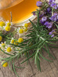 Photo: herbal tea herbal tea