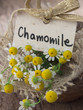 Photo: chamomile flowers chamomile flowers