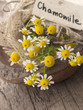 Photo: chamomile flowers chamomile flowers