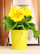 Beautiful yellow primula in flowerpot on wooden window sill