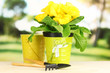 Beautiful yellow primula in flowerpot