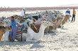 Camels lieing down