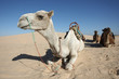 Camels