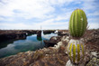 Cactus at Galapagos Los Tuneles