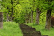 Steintreppe unter alten Bäumen
