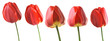 tulipany