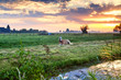 horse relaxed on pasture at sunrise