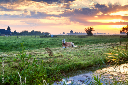 Photo: horse relaxed on pasture at sunrise horse relaxed on pasture at sunrise
