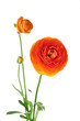Ranunculus (persian buttercups), isolated on white