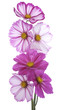 cosmos flower