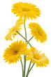 calendula