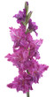 gladiolus