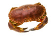 Raw crab