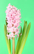 Photo: Beautiful hyacinth, on color background Beautiful hyacinth, on color background
