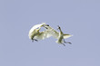 Foto: Common Spoonbills in air combat - Platalea leucorodia Common Spoonbills in air combat - Platalea leucorodia