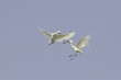 Photo: Common Spoonbills in air combat - Platalea leucorodia Common Spoonbills in air combat - Platalea leucorodia