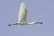 Common Spoonbill in flight - Platalea leucorodia