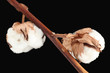 Cotton soft plant on white background