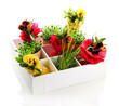 Beautiful spring flowers and grass in wooden crate isolated