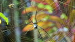 Nephila edulis or Golden Orb spider in Bali. About 10cm long