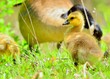 Canada Goose Gosling