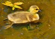 Canada Goose Gosling