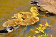 Canada Goose Goslings