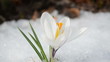 saffron crocus spring bloom closeup between snow move in wind