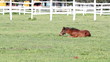 brown foal in corral