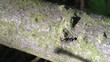 Ants running on a brench