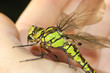 dragonfly (Cordulegaster boltonii) perched on hand