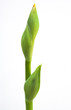 Yellow Iris Bud