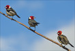 Paroaria gularis (dominicana)