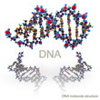 Illustration: Molecule structure of DNA Molecule structure of DNA